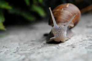 snail-1599016_1280